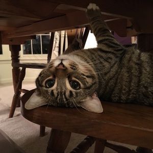 Meet your Posher, Connor